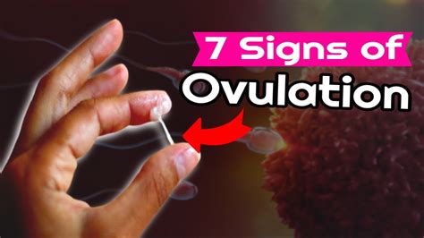 ovulation porn|Ovulating Impregnation Porn Videos .